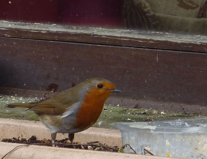 Robin at Wycoller